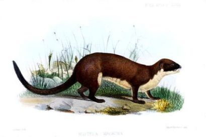 Mink - Mustela macrura - Ласка